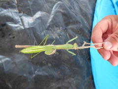 Coptopteryx argentina