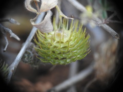 Medicago disciformis