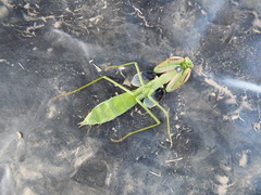 Coptopteryx argentina