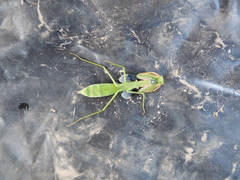 Coptopteryx argentina