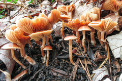 Tubaria