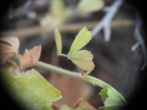 Image of Medicago disciformis by (c) Yves Bas, some rights reserved (CC BY)