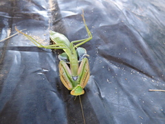 Coptopteryx argentina