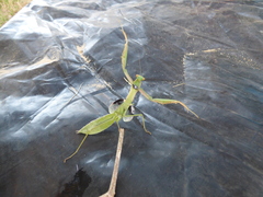 Coptopteryx argentina