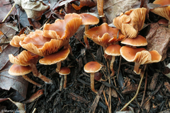 Tubaria
