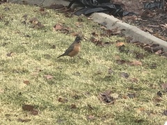 Turdus migratorius