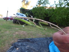 Coptopteryx argentina