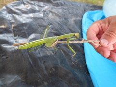 Coptopteryx argentina