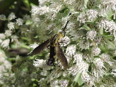 Lepidophora lepidocera