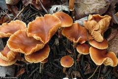 Tubaria