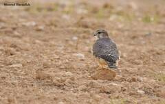 Falco columbarius