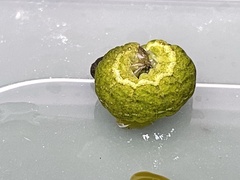 Phlogophora meticulosa