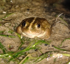 Pleurodema bufoninum
