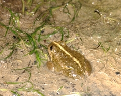 Pleurodema bufoninum