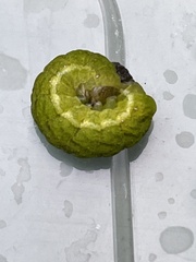 Phlogophora meticulosa