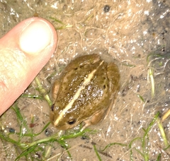 Pleurodema bufoninum