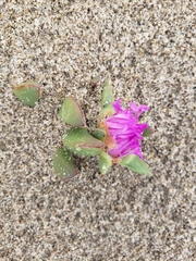 Carpobrotus chilensis