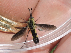 Lepidophora lepidocera