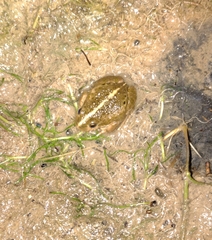 Pleurodema bufoninum