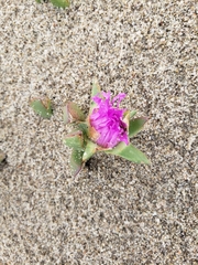 Carpobrotus chilensis