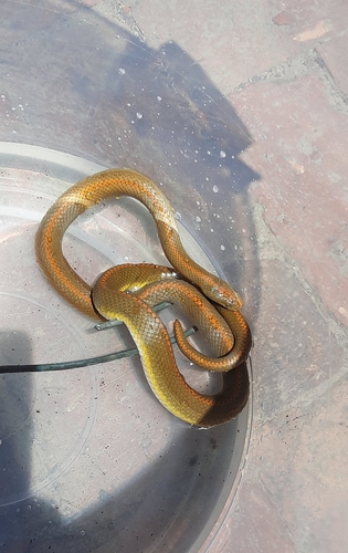 Aurora House Snake