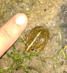 Pleurodema bufoninum