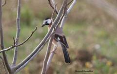 Garrulus glandarius cervicalis