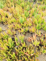 Carpobrotus chilensis