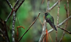 Riccordia swainsonii