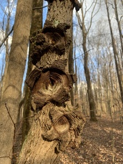 Neonectria ditissima