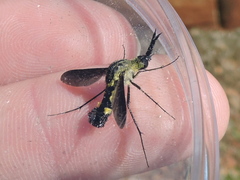 Lepidophora lepidocera