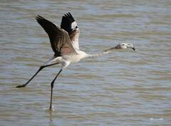 Phoenicopterus roseus
