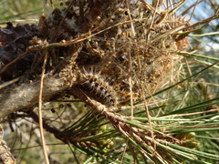 Thaumetopoea wilkinsoni