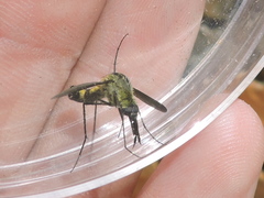 Lepidophora lepidocera