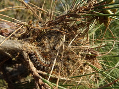 Thaumetopoea wilkinsoni