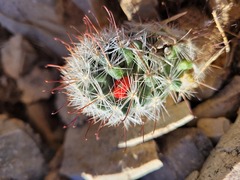 Mammillaria tetrancistra