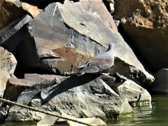 Columba guinea phaeonota