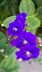 Pleroma heteromallum