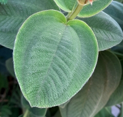 Pleroma heteromallum