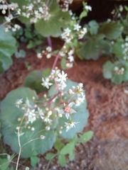 Crassula umbella