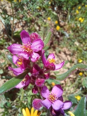 Aizoon paniculatum
