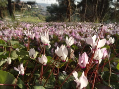Cyclamen persicum