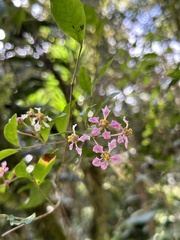 Malpighia glabra