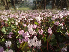 Cyclamen persicum