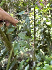 Malpighia glabra