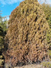 Cupressus × leylandii