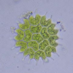 Pseudopediastrum boryanum