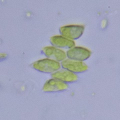 Scenedesmaceae