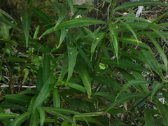 Zingiber officinale