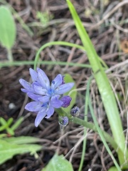 Hyacinthoides mauritanica